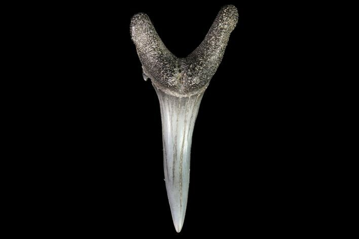 Fossil Sand Tiger Shark Tooth - Georgia #74858